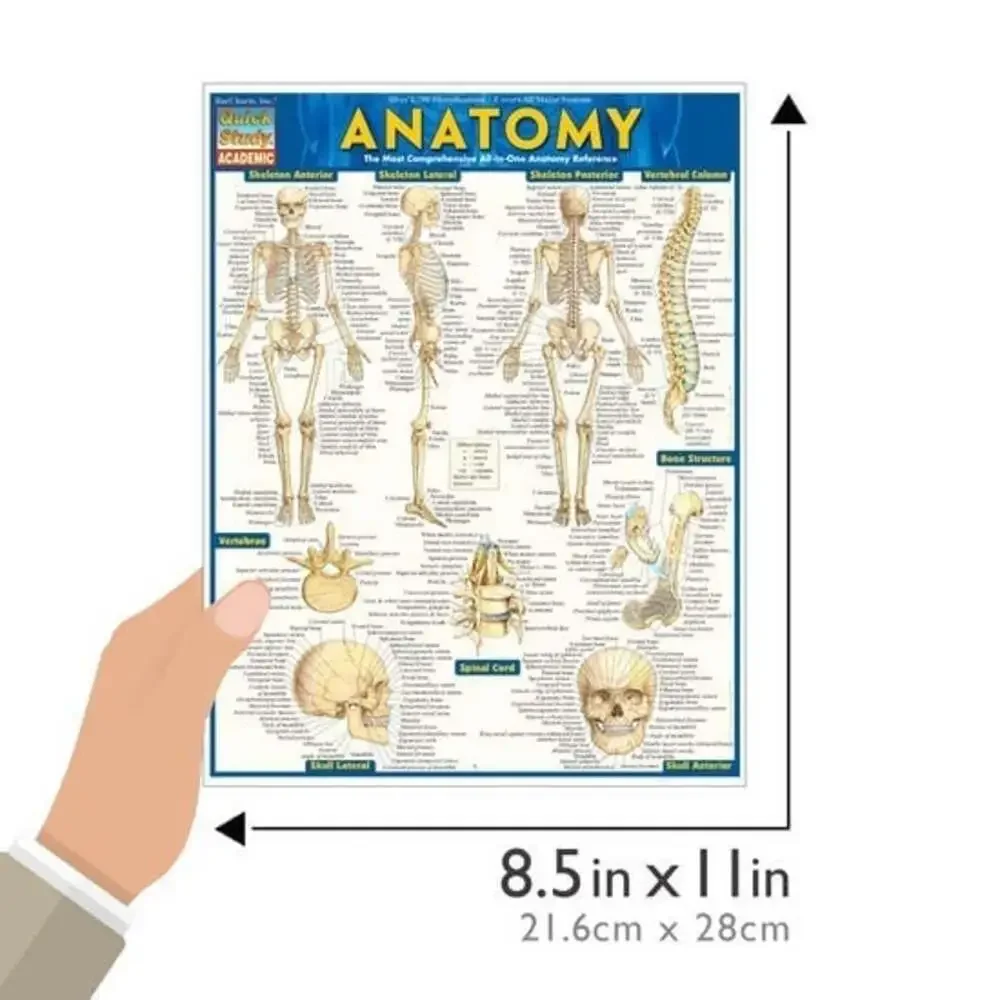 NEW QuickStudy | Anatomy Laminated Tri-Fold Study Guide ~ FAST FREE SHIPPING!